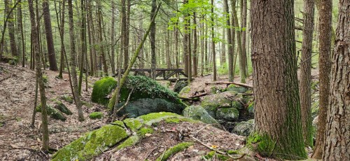 A serene forest scene with moss-covered rocks, tall trees, and a small wooden bridge in the background.