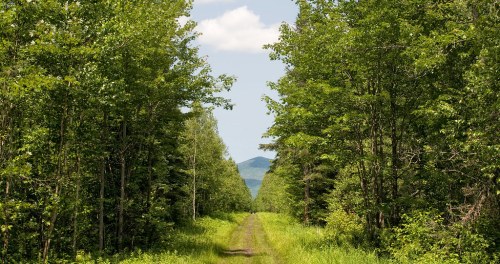 A serene forest path lined with lush green trees, leading towards distant mountains under a clear blue sky.