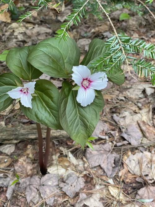 A flowering plant with large green leaves and white petals featuring pink stripes, surrounded by forest floor debris.