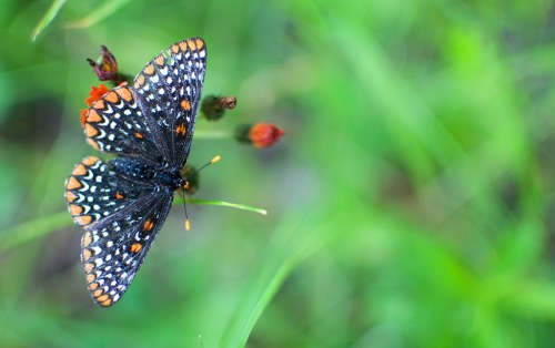 A colorful butterfly with orange and black patterns perched on a small flower against a blurred green background.