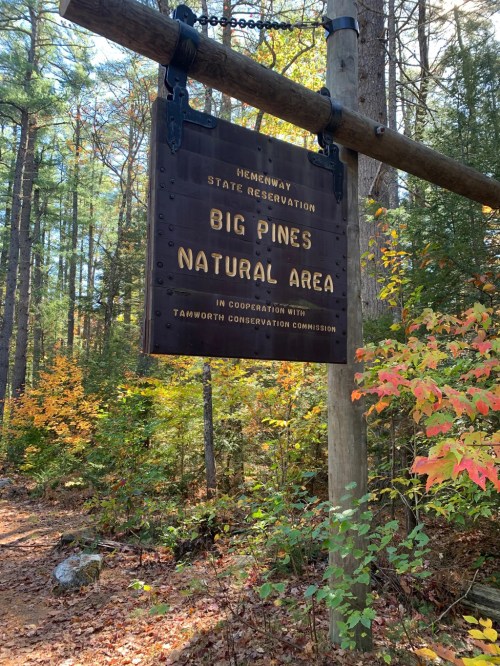 Wooden sign for Big Pines Natural Area at Remenway State Reservation, surrounded by trees and autumn foliage.