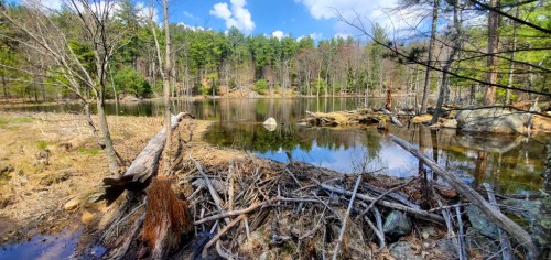 A serene pond surrounded by trees, with a beaver dam in the foreground and a clear blue sky above.