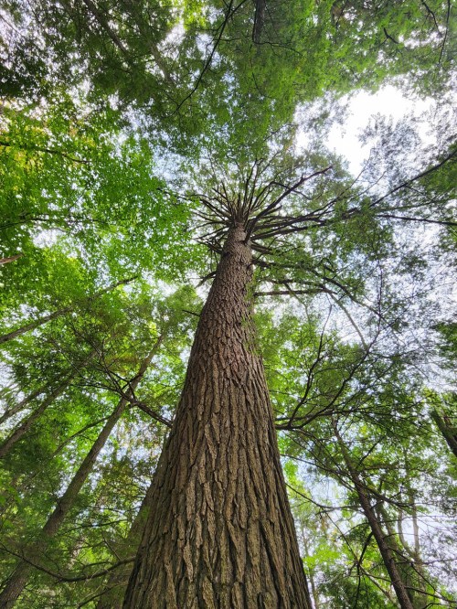A tall tree viewed from below, surrounded by lush green foliage and a bright sky peeking through the leaves.