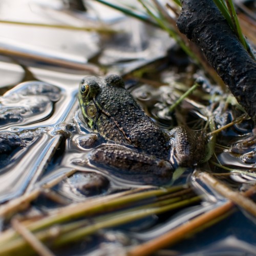 A close-up of a frog resting in shallow water among reeds and pebbles, with ripples reflecting the surroundings.