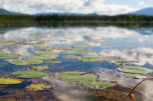 A serene lake scene with lily pads floating on the water, reflecting clouds and mountains in the background.