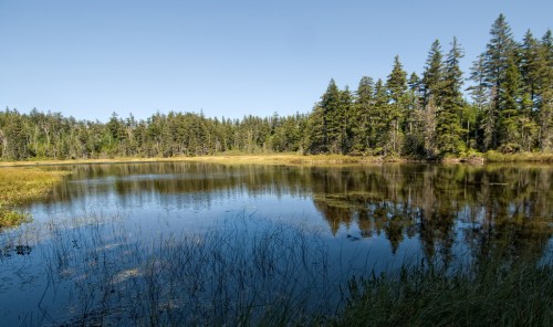 A serene lake surrounded by lush green trees under a clear blue sky, reflecting the landscape in calm waters.