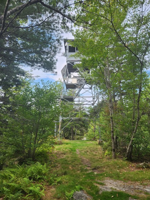 A tall fire lookout tower surrounded by lush green trees and a clear sky, viewed from a forest path.