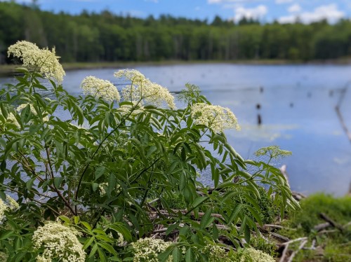 A serene lake scene with white flowers in the foreground and lush green trees in the background under a blue sky.