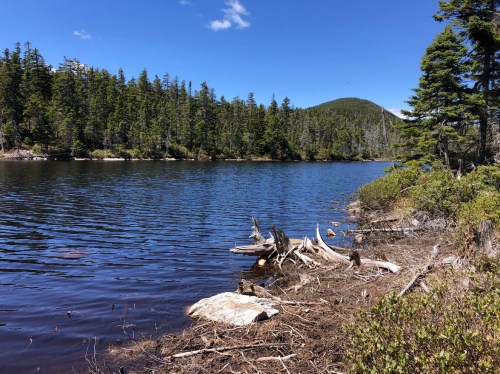 A serene lake surrounded by lush trees and a clear blue sky, with logs and vegetation along the shore.
