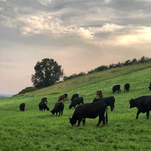 A herd of cows grazing on a lush green hillside under a cloudy sky.