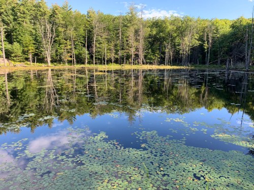 A serene pond surrounded by trees, with clear reflections and lily pads floating on the water's surface.