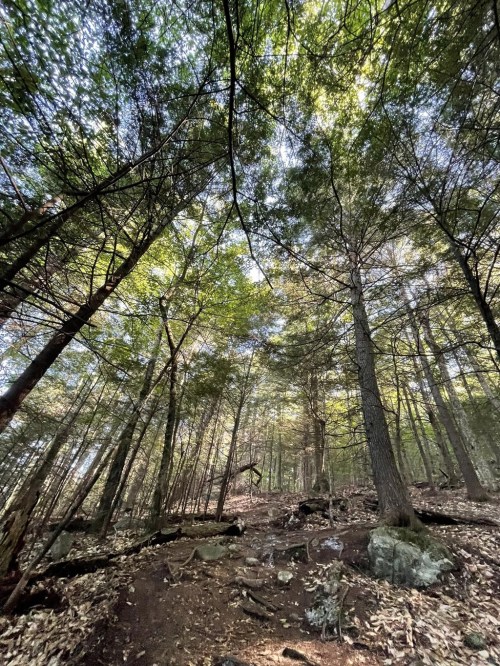 A forest scene with tall trees and a clear sky visible through the leaves, showcasing a natural, serene environment.
