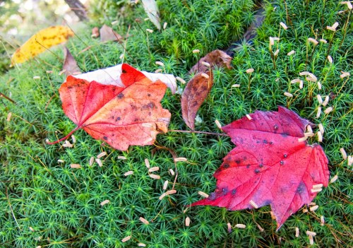 Two vibrant red maple leaves resting on a bed of green moss, surrounded by small moss sprouts.