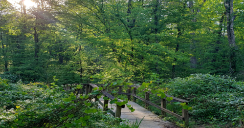 A wooden bridge surrounded by lush green trees and plants in a serene forest setting. Sunlight filters through the leaves.