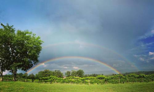 A vibrant double rainbow arcs over a lush vineyard under a partly cloudy sky.