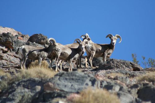 A group of bighorn sheep stands on rocky terrain against a clear blue sky.