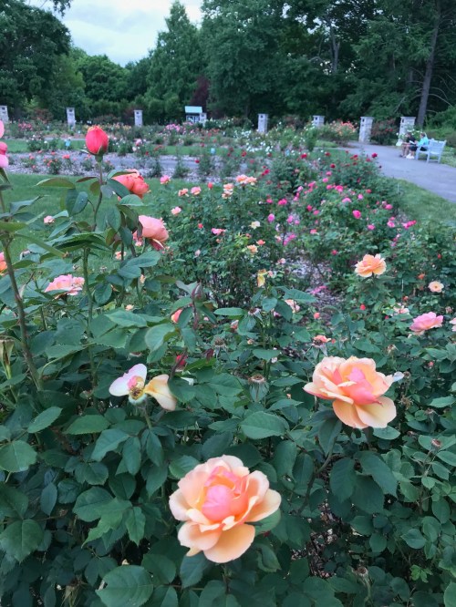 A vibrant rose garden filled with blooming pink and peach roses, surrounded by lush greenery and pathways.