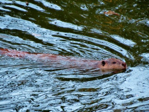 A beaver swimming in a calm, reflective body of water, creating ripples around it.