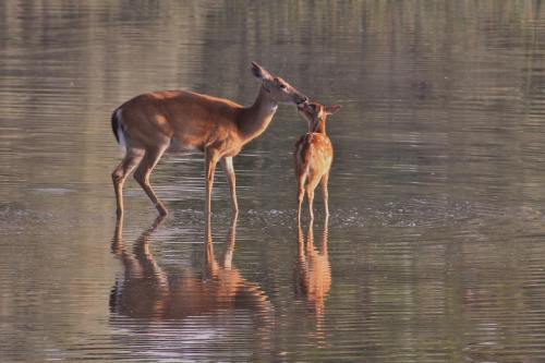 A deer and its fawn stand in shallow water, with their reflections visible on the surface.