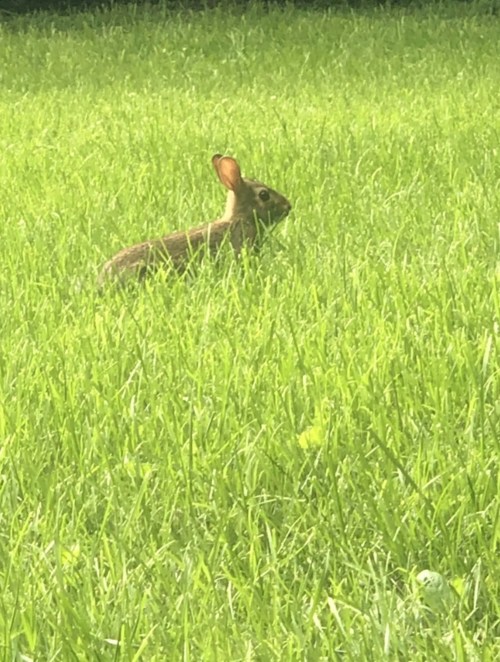 A small rabbit sitting in lush green grass, with its ears perked up and alert.