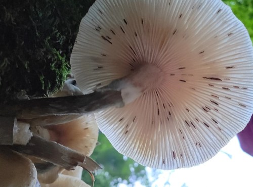 Close-up of a mushroom cap with a light-colored underside, showcasing fine gills and a textured surface.