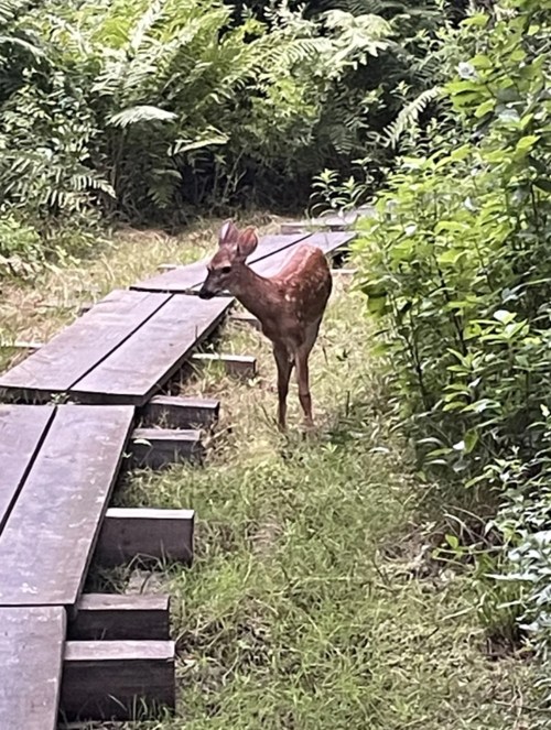 A young deer stands near a wooden path surrounded by lush greenery and ferns.