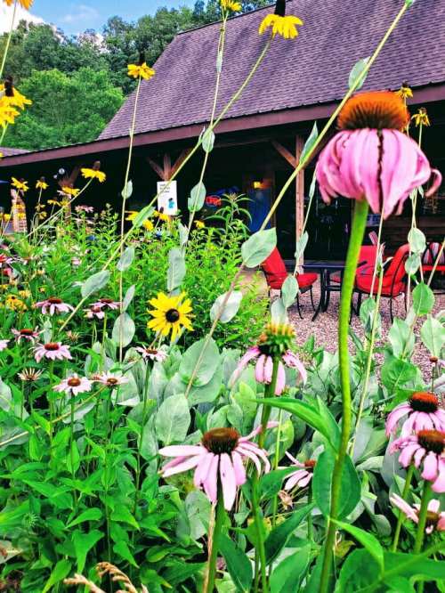 A vibrant garden with pink coneflowers and yellow daisies in front of a rustic building with outdoor seating.