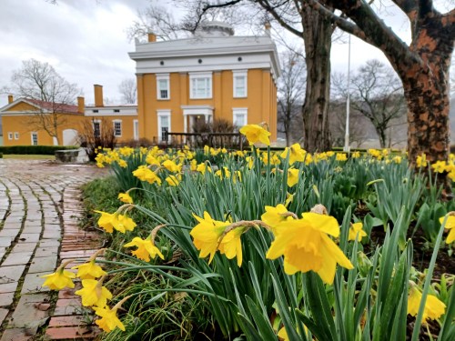 A garden of yellow daffodils in front of a large yellow historic building on a cloudy day.