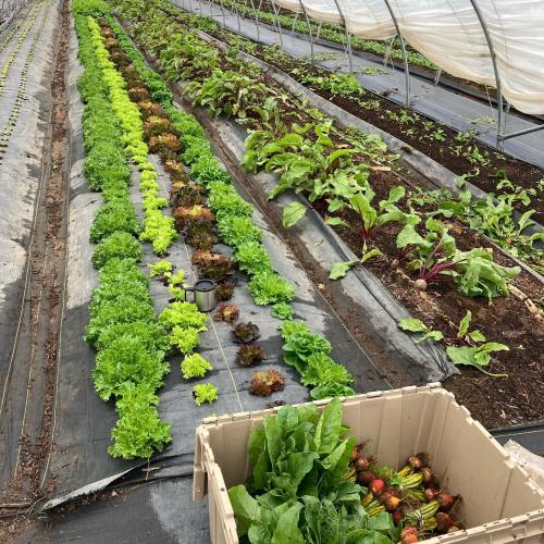 Rows of vibrant green lettuce and beets in a greenhouse, with a crate of freshly harvested greens in the foreground.