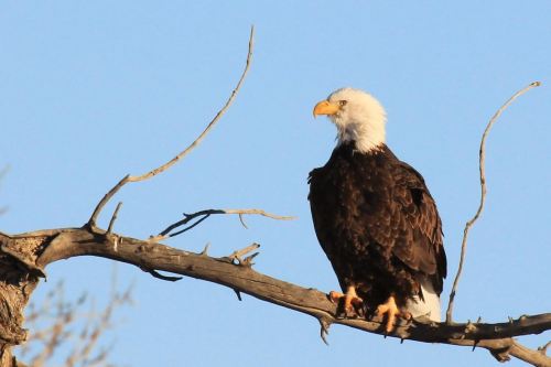A bald eagle perched on a bare tree branch against a clear blue sky.