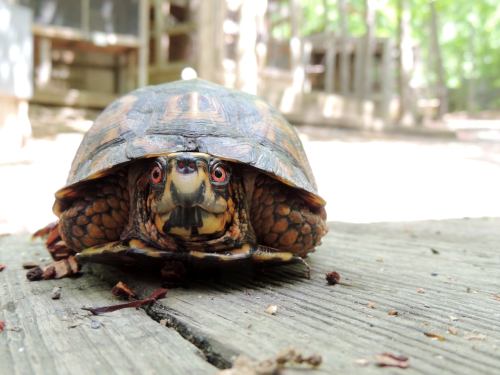 A close-up of a turtle on a wooden surface, with vibrant eyes and a patterned shell, surrounded by greenery.