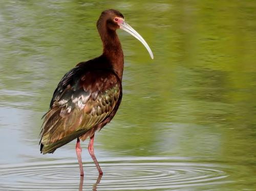 A brown bird with a long, curved beak stands in shallow water, surrounded by green reflections.