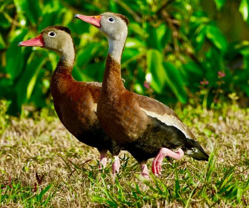 Two black-bellied whistling ducks walking on grass, surrounded by green foliage.