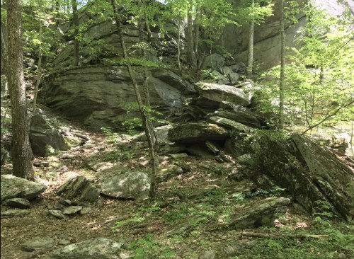 A rocky hillside surrounded by lush green trees in a forested area. Sunlight filters through the foliage.