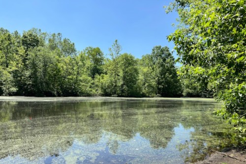 A serene pond surrounded by lush green trees under a clear blue sky, with reflections on the water's surface.