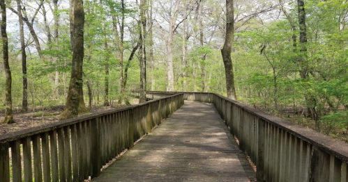 A wooden boardwalk winding through a lush green forest with trees and fresh foliage.