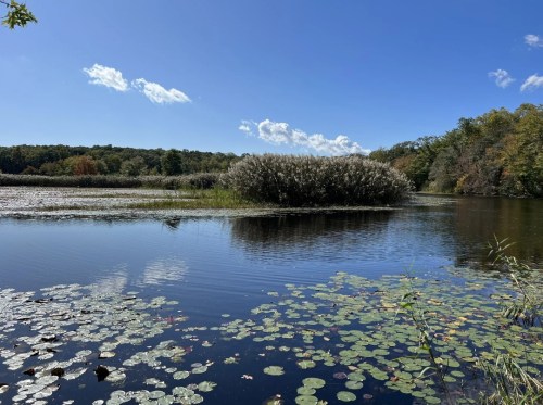 A serene lake scene with lily pads, a lush island, and clear blue skies with scattered clouds.