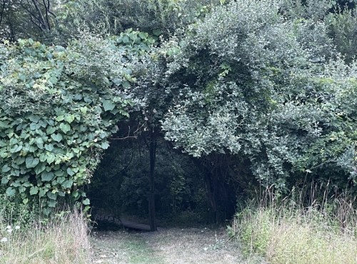 A natural archway formed by dense greenery leading into a wooded area.
