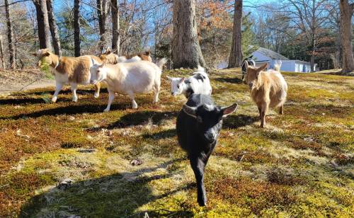 A group of goats, including a black one in the foreground, walking on a grassy area with trees in the background.