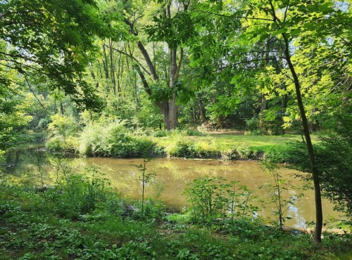 A serene riverbank scene surrounded by lush green trees and plants, reflecting a peaceful natural setting.