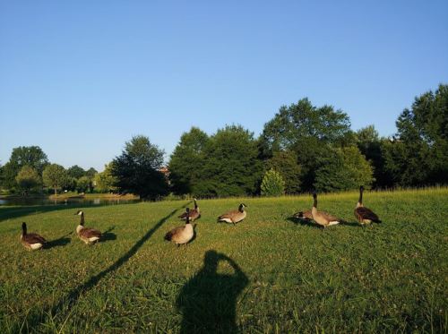 A group of geese standing on a grassy field with trees and a clear blue sky in the background.