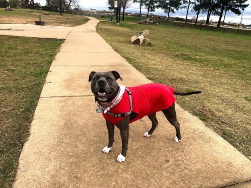 A happy dog in a red shirt stands on a path in a park, surrounded by grass and trees.