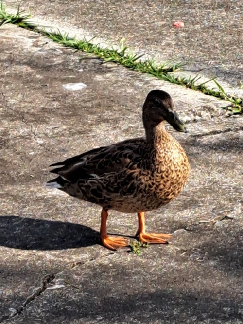 A brown duck with orange legs stands on a concrete surface, surrounded by greenery.