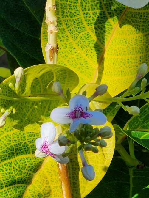A close-up of delicate white flowers with purple accents, surrounded by vibrant green and yellow leaves.