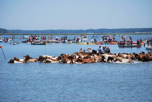 A group of cows swimming in a lake, surrounded by boats and people enjoying a sunny day.