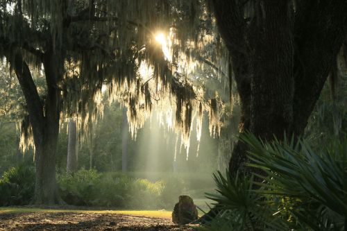 Sunlight filters through moss-covered trees, casting a serene glow in a lush, green landscape.