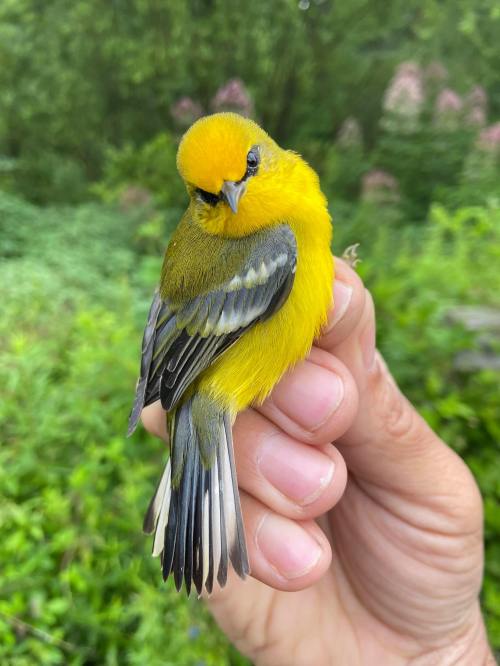 A person holds a vibrant yellow and green bird with striking black and white tail feathers against a blurred natural background.