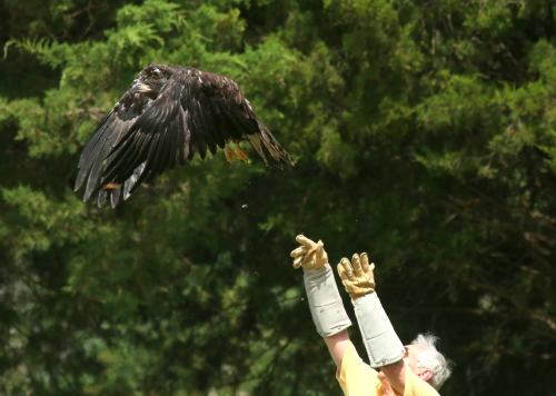 A person in gloves releases a hawk into the air against a backdrop of green trees.