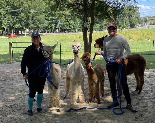 A man and a woman stand with four alpacas on leashes in a sunny outdoor setting.