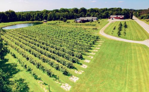 Aerial view of a lush vineyard with rows of grapevines, a pond, and a farmhouse surrounded by greenery.